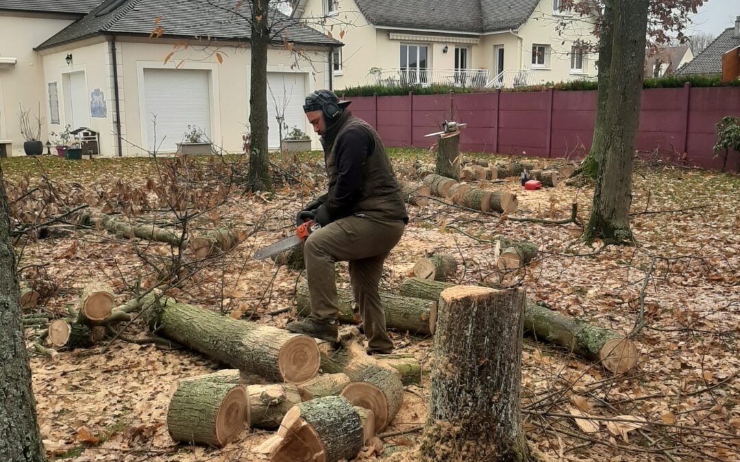 Abattage arbre et dessouchage arbre 94 Le Plessis Trévise