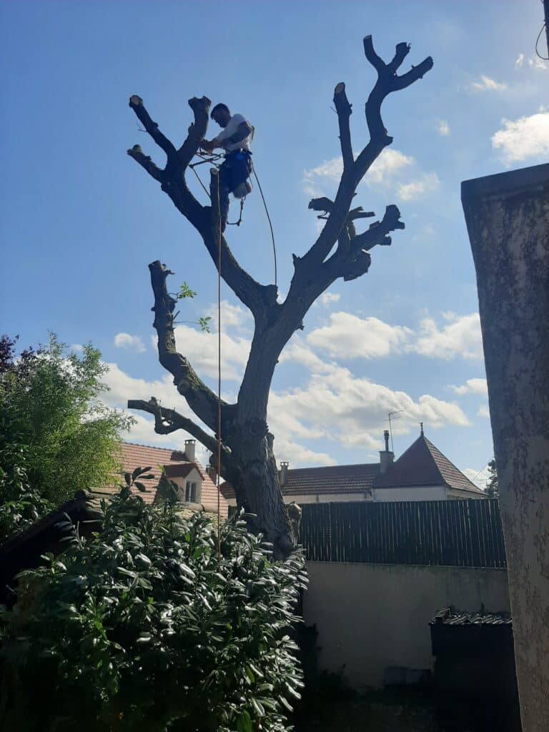 élagage arbre 77 Esbly par Rudy Renard - élagueur et entretiens espaces verts