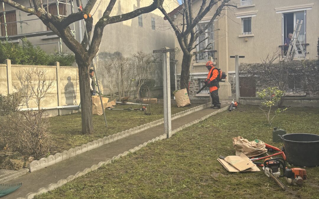 élagueur pro : Rudi Renard élagage arbre dans jardin maison  Bobigny 93 – AVANT et APRES  élagage