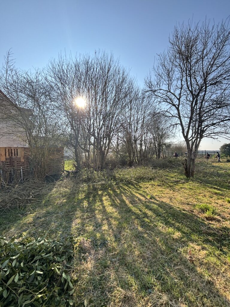 AVANT le chantier d'abattage d’arbres puis dessouchage - Rudi Renard élagueur, entretien espaces verts AVANT le chantier d'abattage d’arbres puis dessouchage - Rudi Renard élagueur, entretien espaces verts