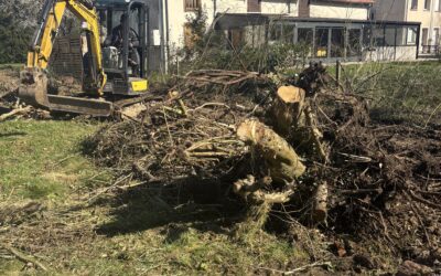 Dessoussage d’arbre – Rudi Renard élagueur, abattage d’arbre, dessouchage, entretiens espaces verts