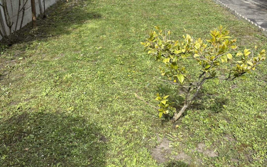Tonte de Pelouse – grande surface – entretien espaces verts