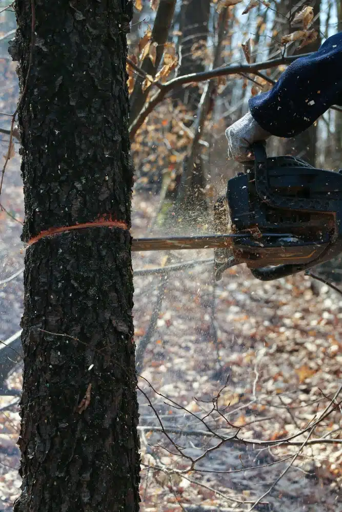 Abattage direct d’un arbre avec tronçonneuse par Renard Élagage à Serris en Seine et Marne.