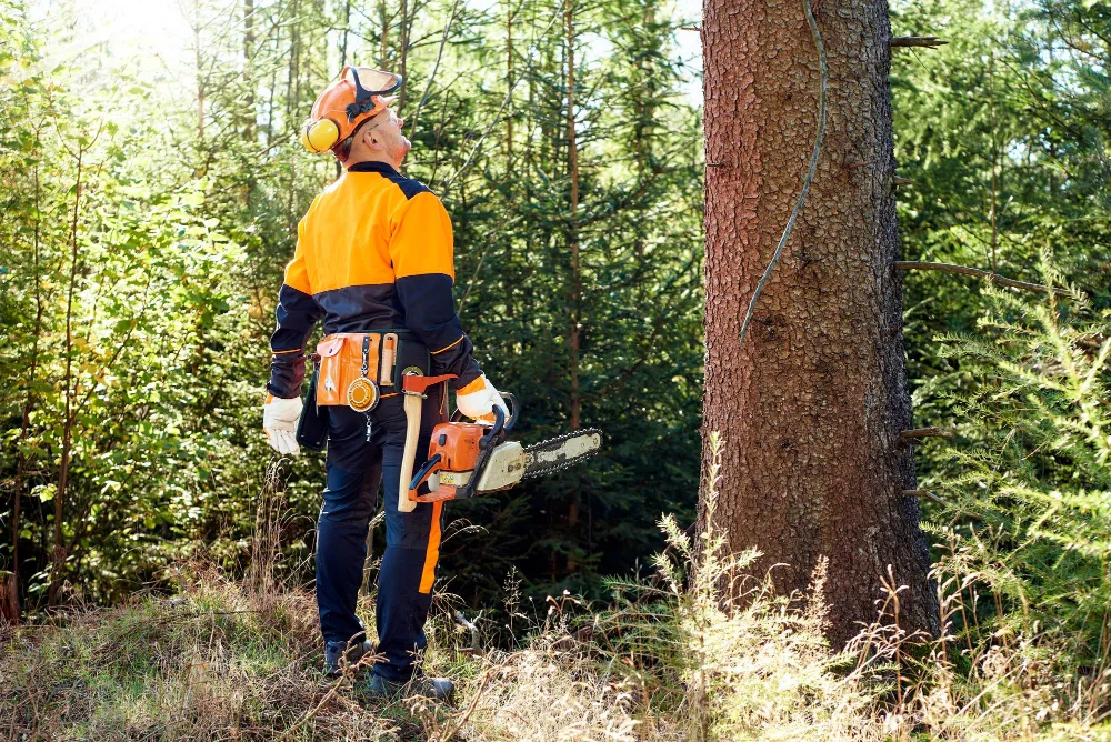 Renard Élagage procédant à l’abattage d’un arbre à Bailly-Romainvilliers
