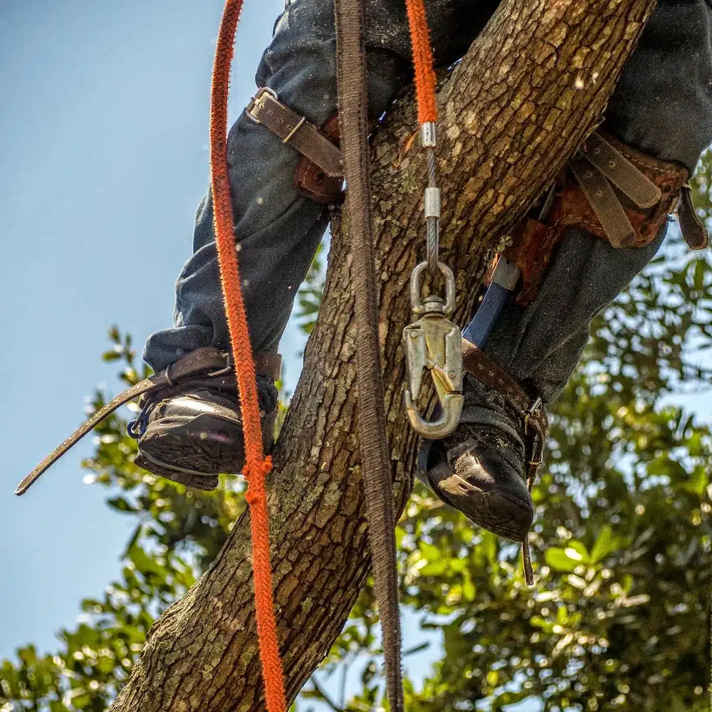 Élagueur en harnais effectuant un abattage par démontage d’arbre à Marne-la-Vallée