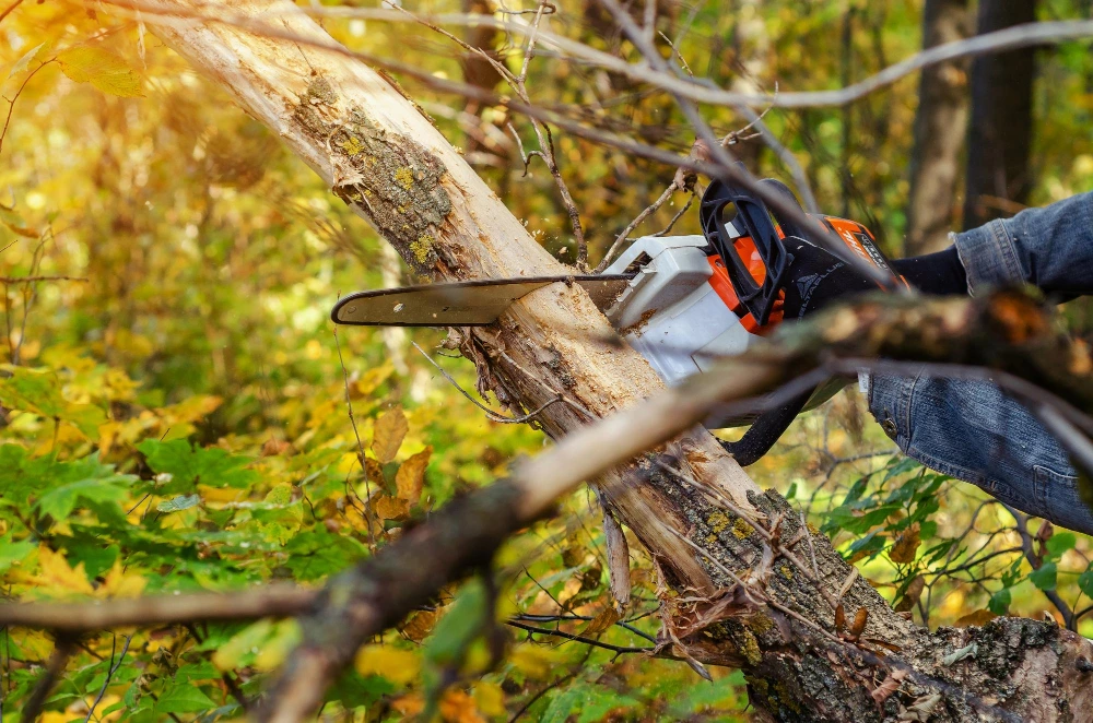 Élagueur professionnel de Renard Élagage taillant un arbre à Bussy-Saint-Georges