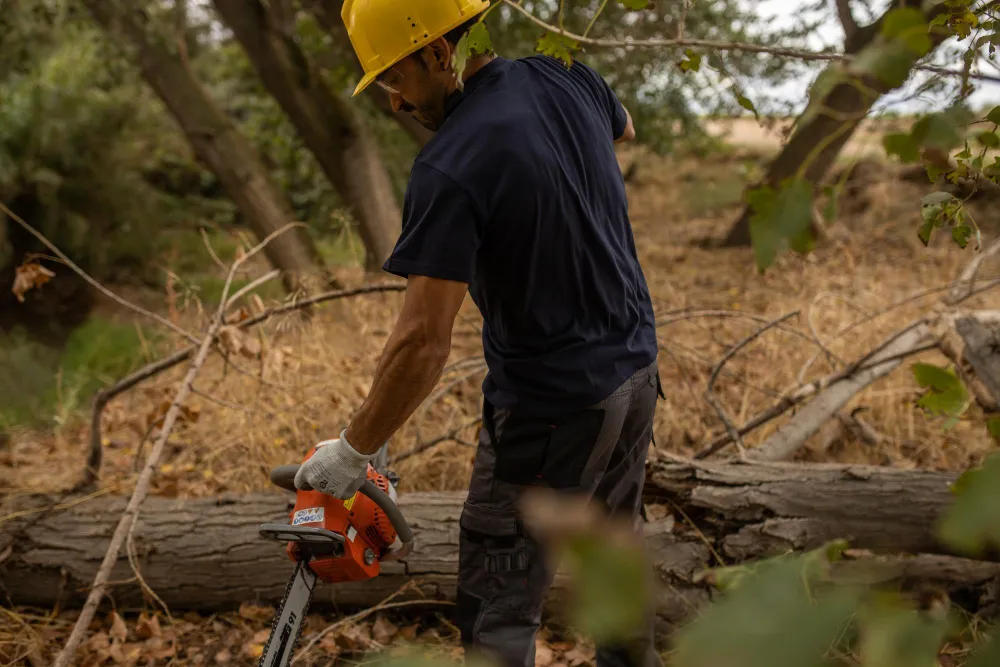 Renard Élagage abattant un arbre à la tronçonneuse à Bailly-Romainvilliers