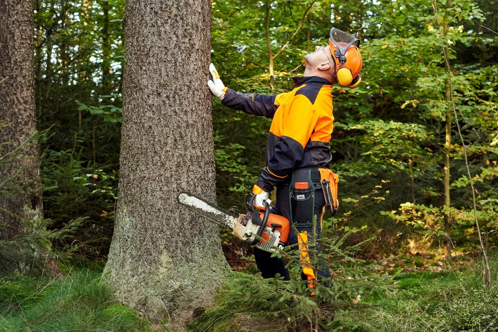 Renard Élagage abattant un arbre à la tronçonneuse à Jossigny