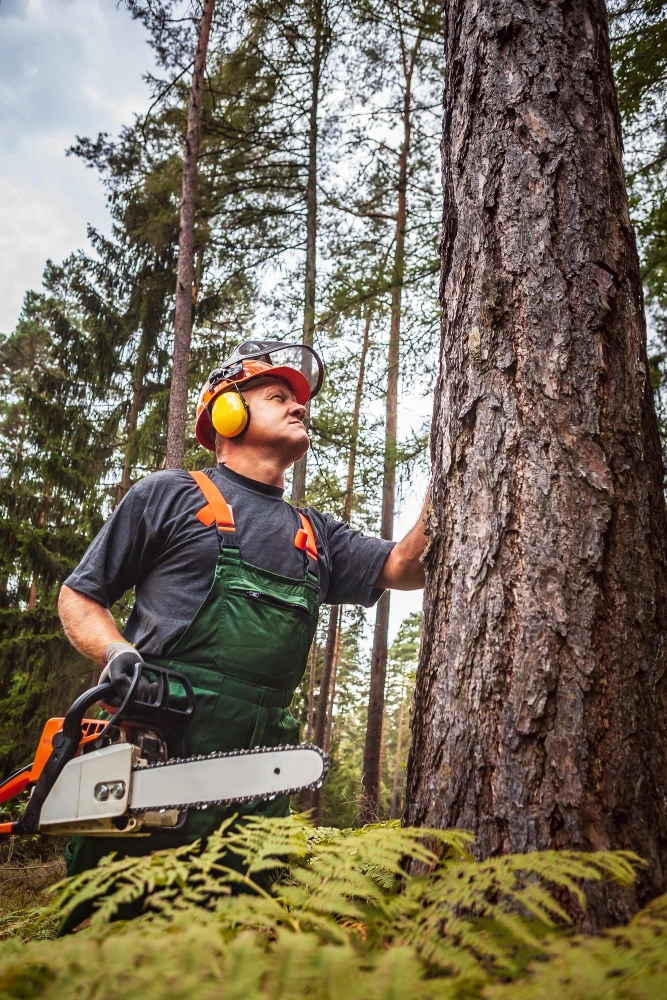 Équipe Renard Élagage en intervention d’élagage à Bussy-Saint-Georges