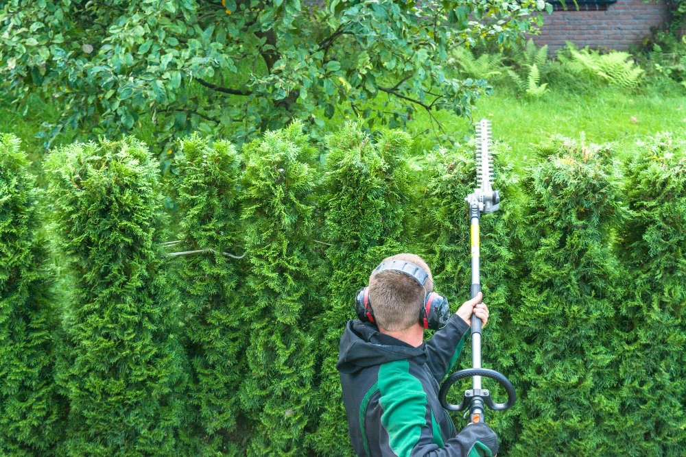 Finition de haie taillée par Renard Élagage à Ozoir-la-Ferrière