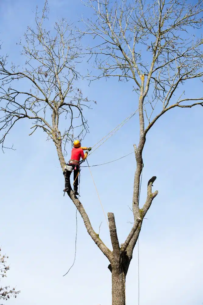 Élagage d’arbre à Serris par un élagueur professionnel