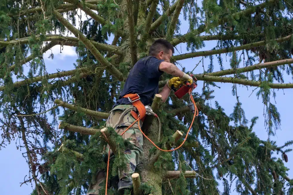 Élagage d’arbre en hauteur à Esbly avec harnais et cordage